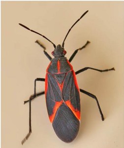 Boxelder-Bug-Pictures-252x300
