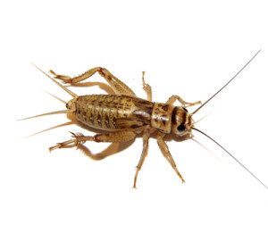 house-cricket-300x270