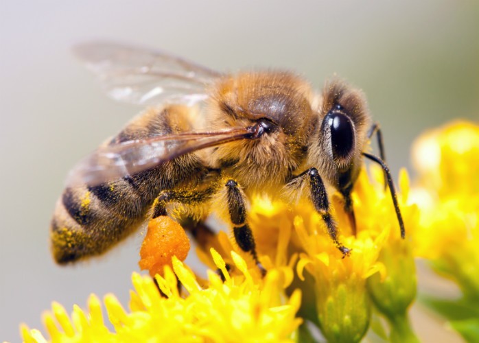 Stinging Insects Habitat – Pest Control in Virginia