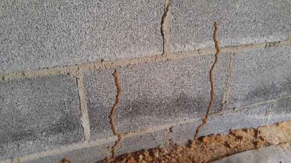 Termites on Wall – Pest Control in Virginia