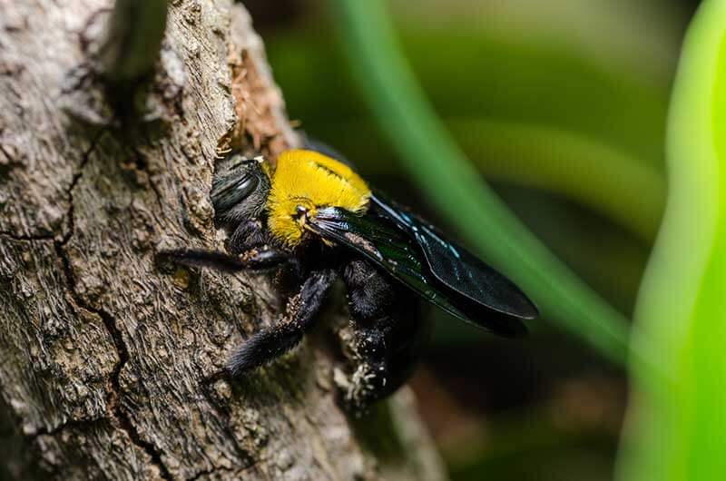 Carpenter Bee